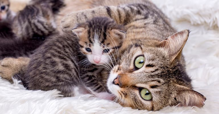 Cats & Kittens Insurance