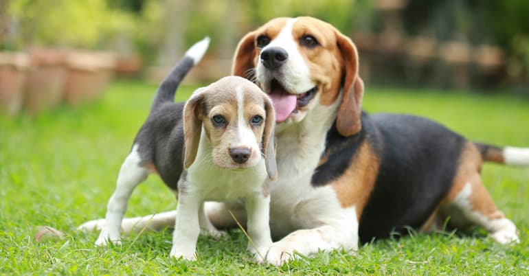 Dogs & Puppies Insurance