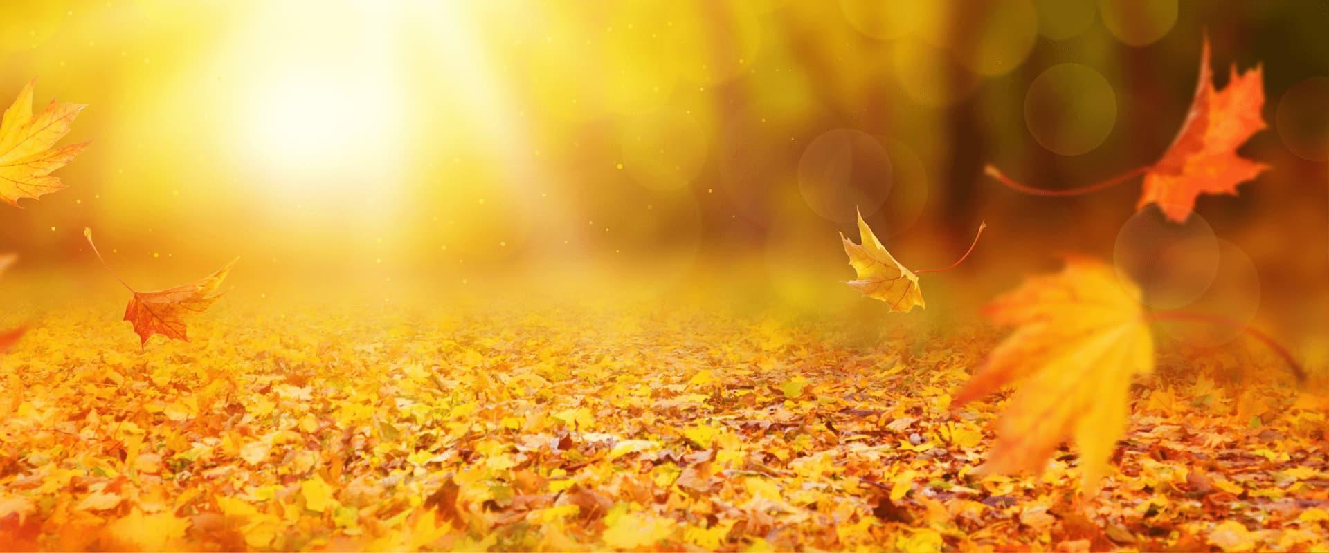 Hello Autumn! Hello Autumn!